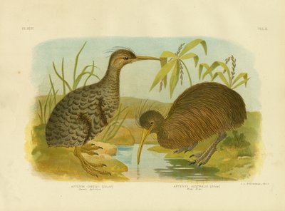 Little Spotted Kiwi by Gracius Broinowski